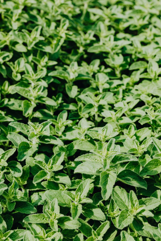 A vibrant close-up of lush oregano leaves, ideal for nature and culinary-themed projects.
