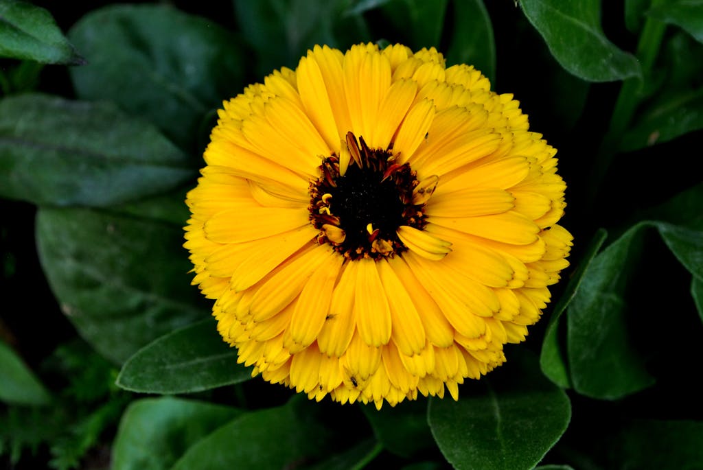 Close-up of a vibrant yellow flower with lush green leaves, symbolizing nature's beauty.