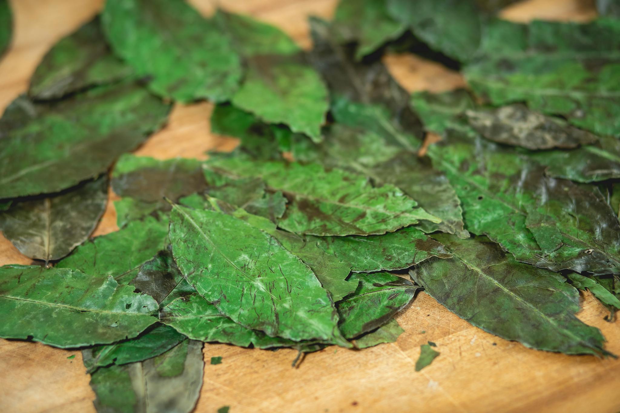 Close-up of fresh and dried guayusa leaves on a wooden surface.