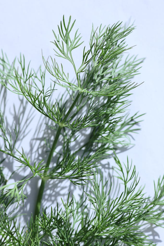 Close-up of fresh dill herb with shadows on a white background, showcasing its vibrant green color.