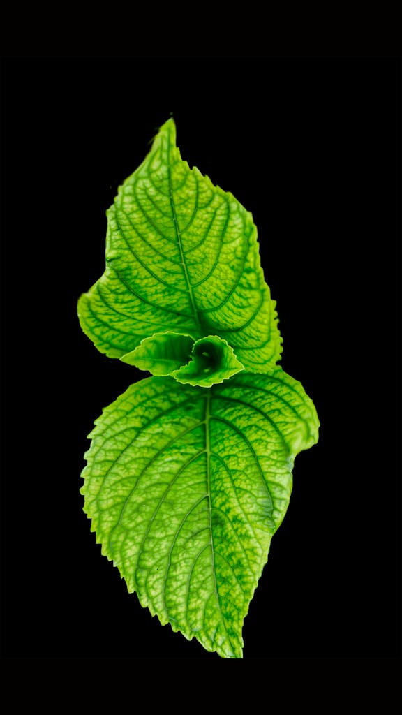 Close-up of fresh green mint leaves on a contrasting black background, perfect for herbal themes.
