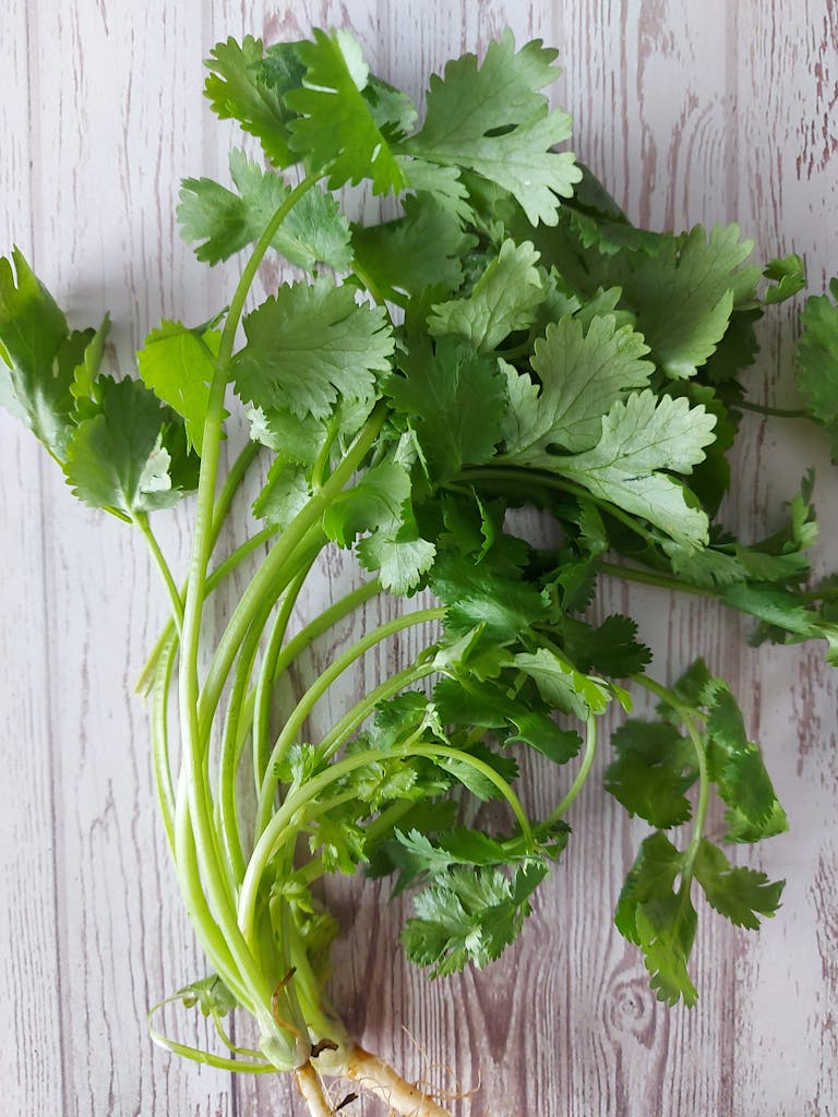 Fresh bundle of coriander placed on a rustic wooden background, perfect for culinary use.