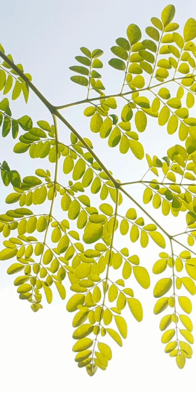 Moringa oleifera leaves with bright green foliage against a clear sky, ideal for nature themes.